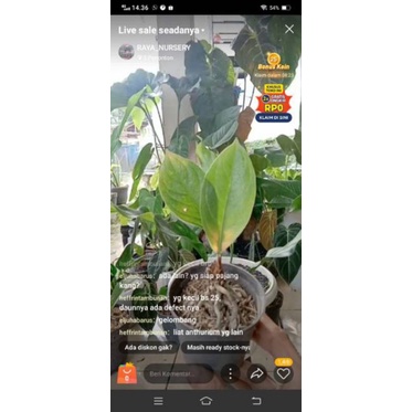 tanaman hias anthorium jemani mangkok x cobra
