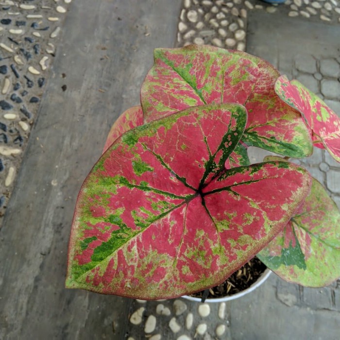 caladium keladi hias h37 uncle marley anakan thailand series tanaman