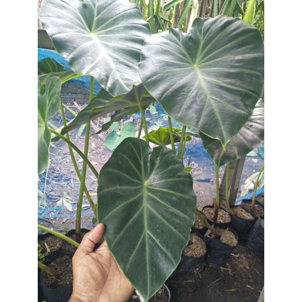 Caladium Vivipara Keladi Vivipara