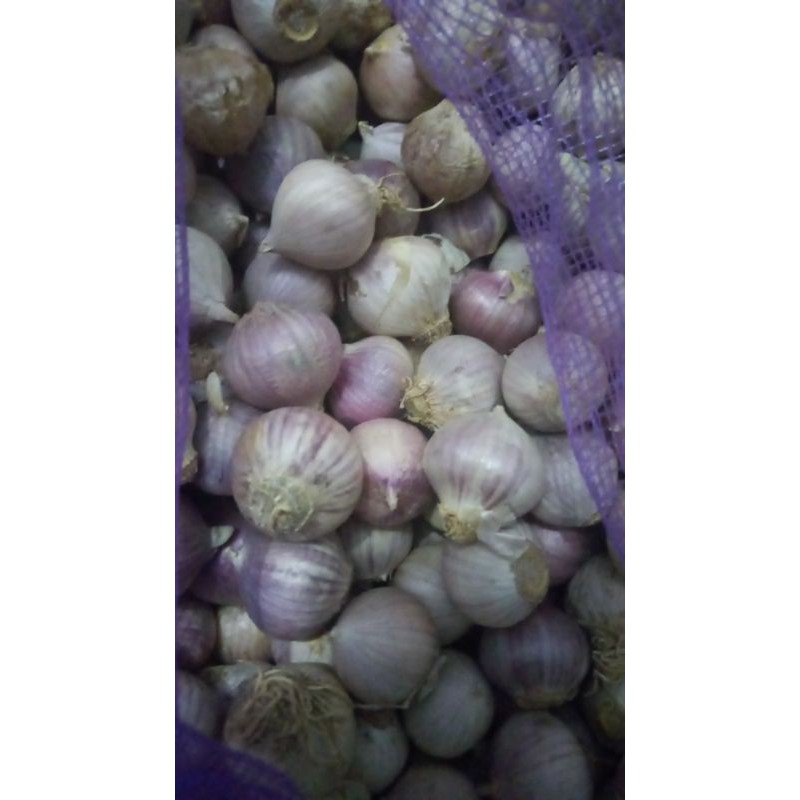 

BAWANG LANANG BAWANG TUNGGAL