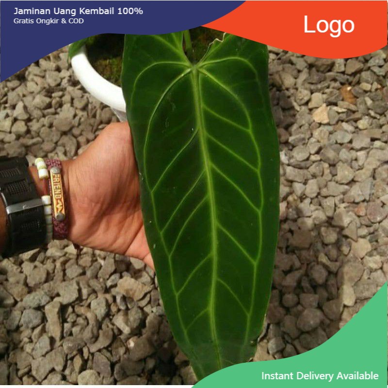 (STOCK TERBATAS) BIBIT-BONGGOL ANTURIUM WAROCQUIANUM-LIDAH GAJAH 100% ORIGINAL