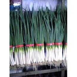 

- CSM - BAWANG DAUN FRESH