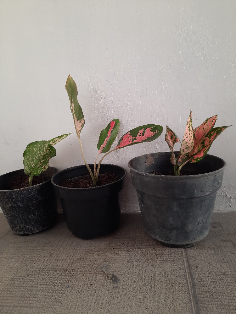 Paket 3 Aglonema Pohon Hias