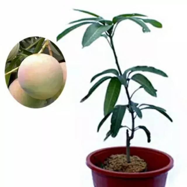 Bibit Pohon Mangga Apel