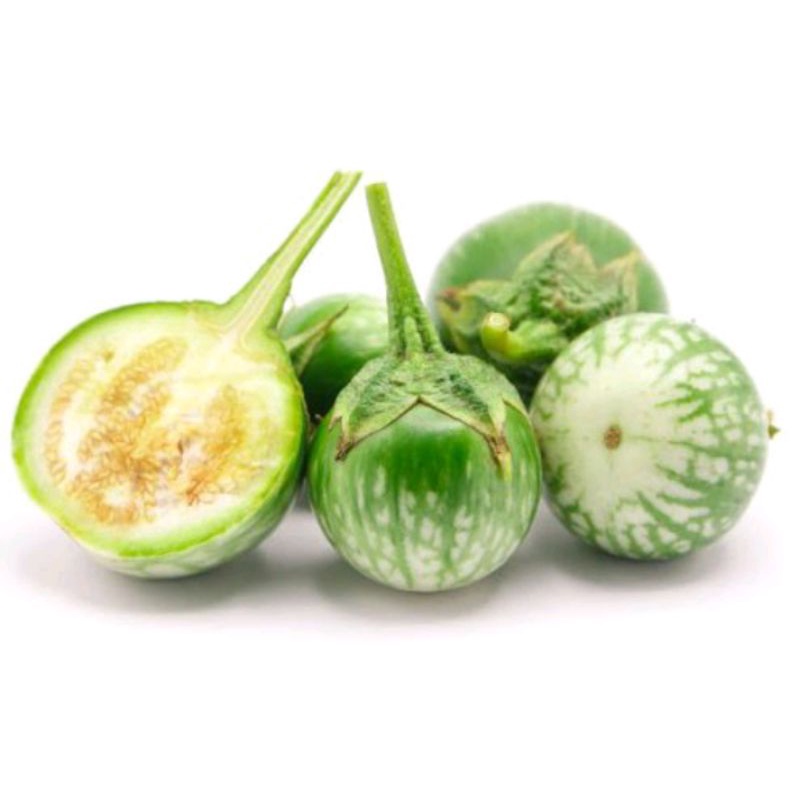 400 BUTIR BENIH TERONG LALAP PROVITA F1