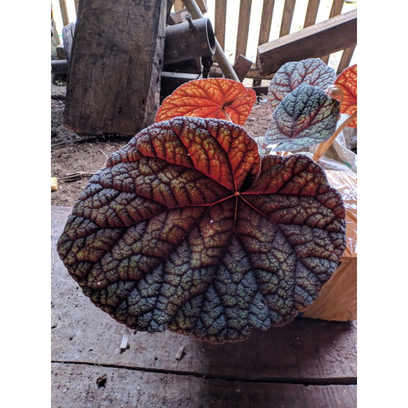 Begonia tenuifolia sp