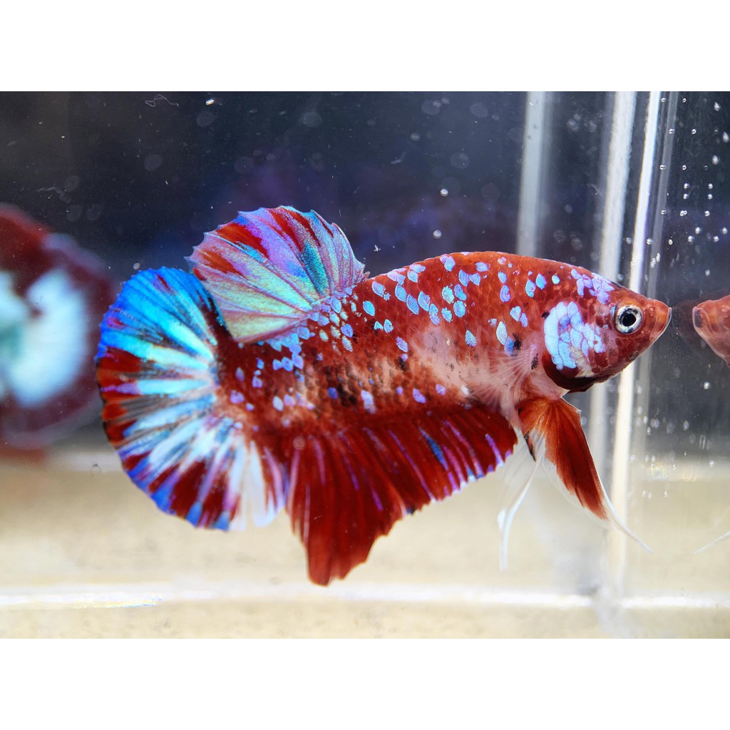 [047] CUPANG PLAKAT RED KOI GALAXY JANTAN MALE
