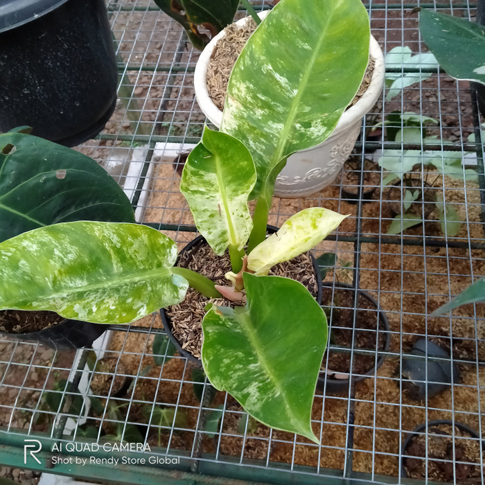 Philo Lemon Varigata - Philo Lemon