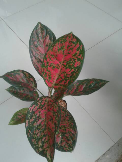 Tanaman aglonema Red venus - bunga aglo penus - pohon hias hidup