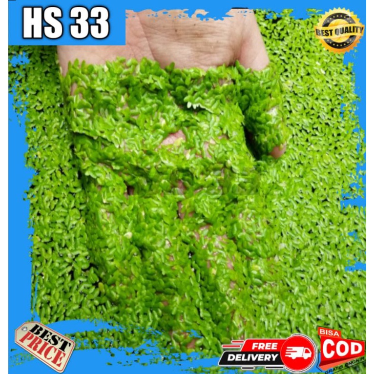Tanaman Air Apung Mata Lele / Lemna / Duckweed Penjernih air Kolam Aquarium Aquascape