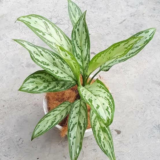 BUNGA HIAS AGLONEMA SILVERQUEEN TANAMAN AGLO SILVERQUEEN ASLI MURAH TERAWAT