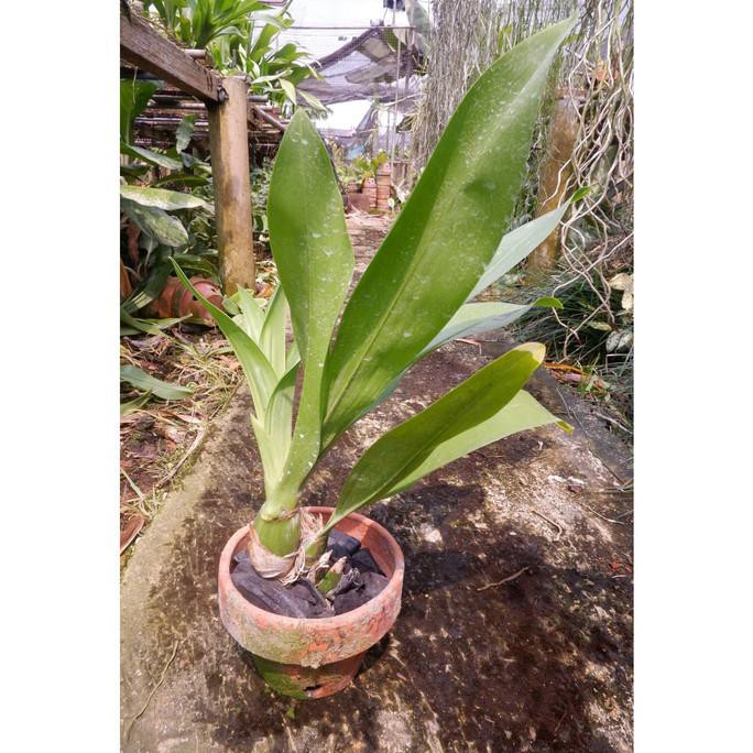 Grammatophyllum Martae (Dewasa)