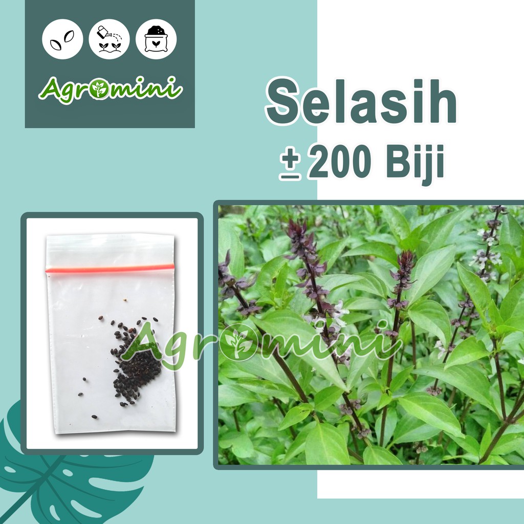

Biji Selasih Kering / Basil Seed | Bahan Makanan & Minuman Nusantara Asli Kualitas Premium