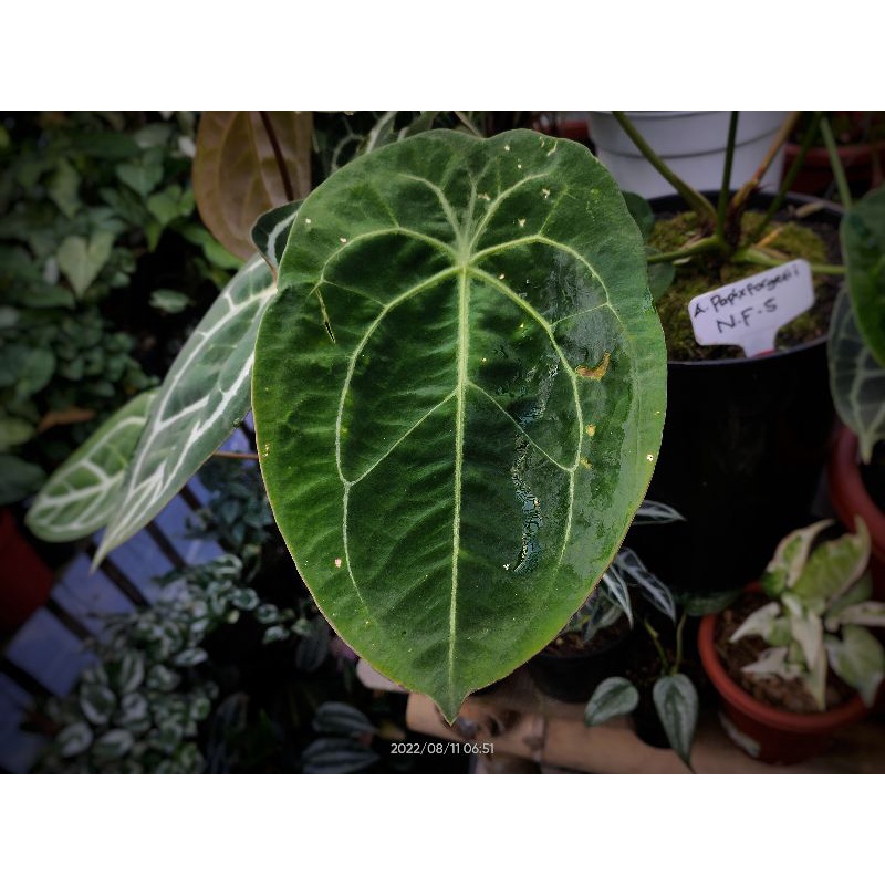 Anthurium forgetii white Strip original