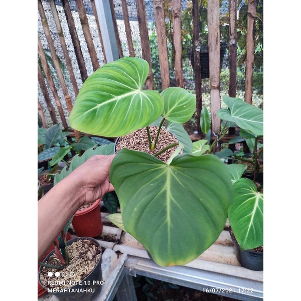 philodendron gloriosum - tanaman philodendron gloriosum