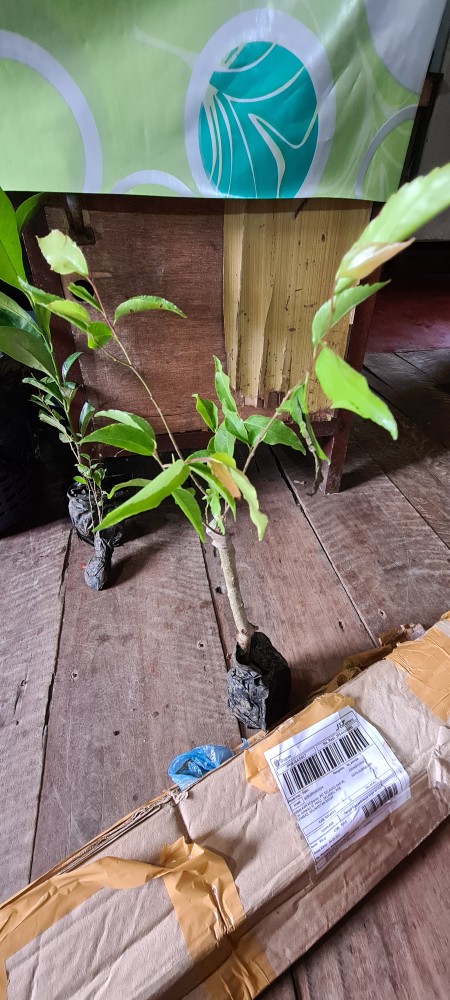 Bibit Tanaman Plum Australia Plum Ausy