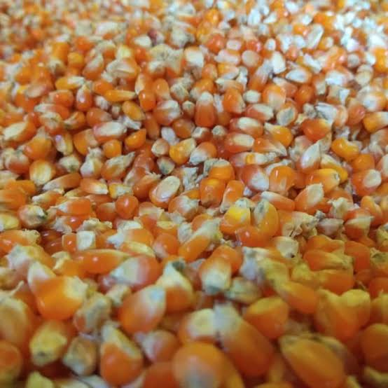 Jagung Burung Pakan Merpati Biji Kecil Super