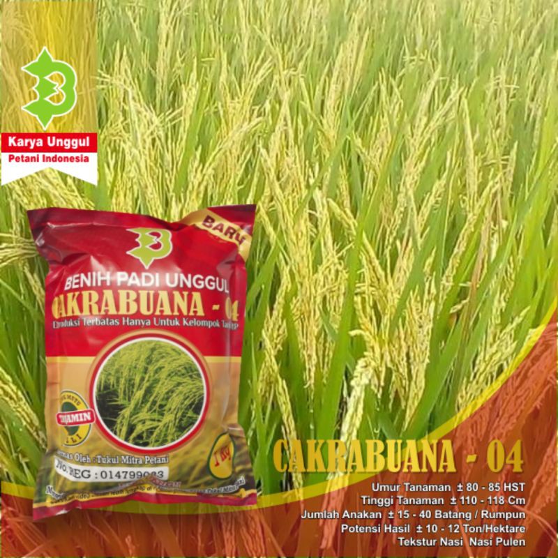Padi Cakrabuana 04 Kualitas Unggul