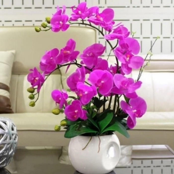 Pohon Anggrek Bulan Bunga Ungu Dewasa x rental