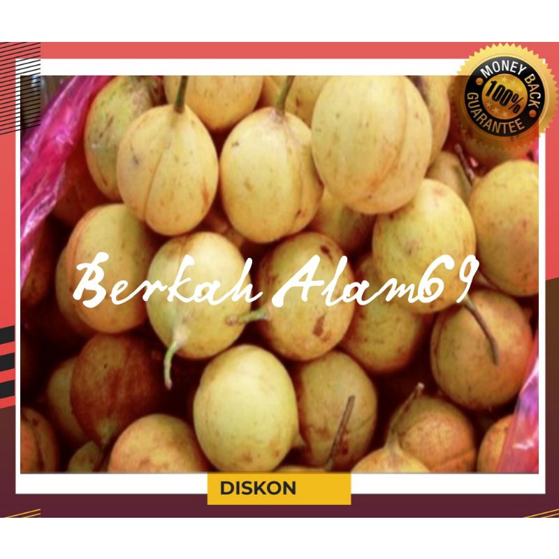 

Readystok Buah Pala Segar/Pala muda 1kg