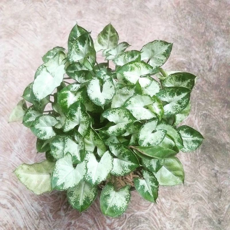 Syngonium Mini Putih