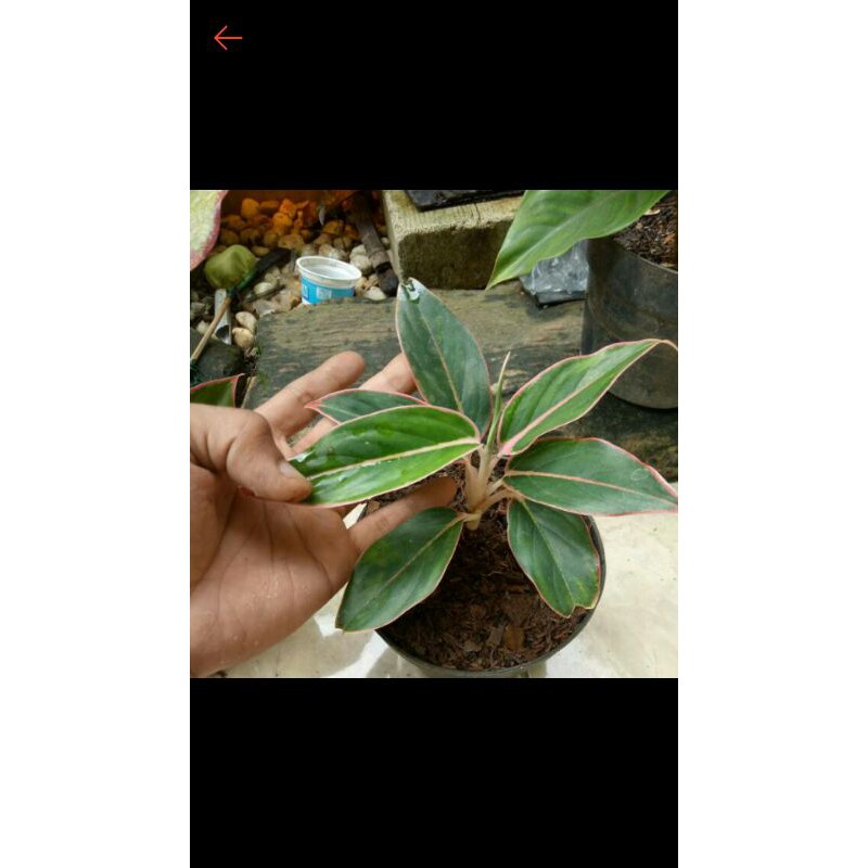 Tanaman hias aglonema lipstik pink-Aglonema Lipstik Klasik Pink-Lipstik klasik-lipstik clasik pink