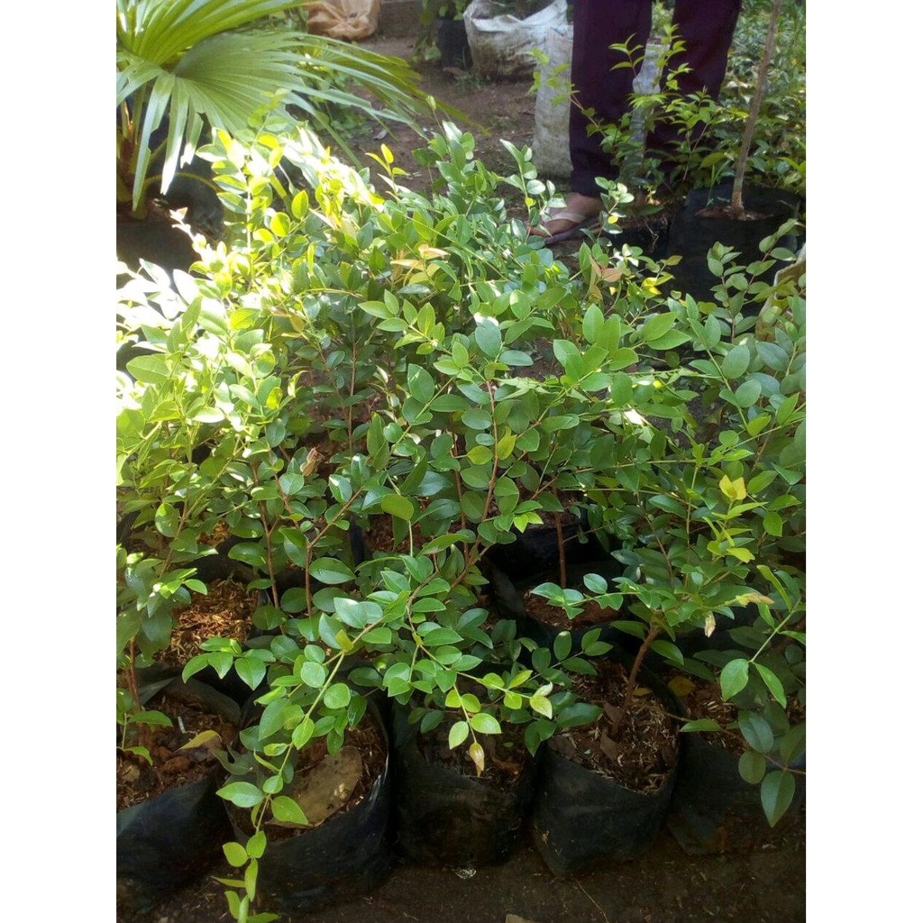 ~€ Anggur Brazil Or Jaboticaba Or Anggur Pohon Hasil Stek Obr0