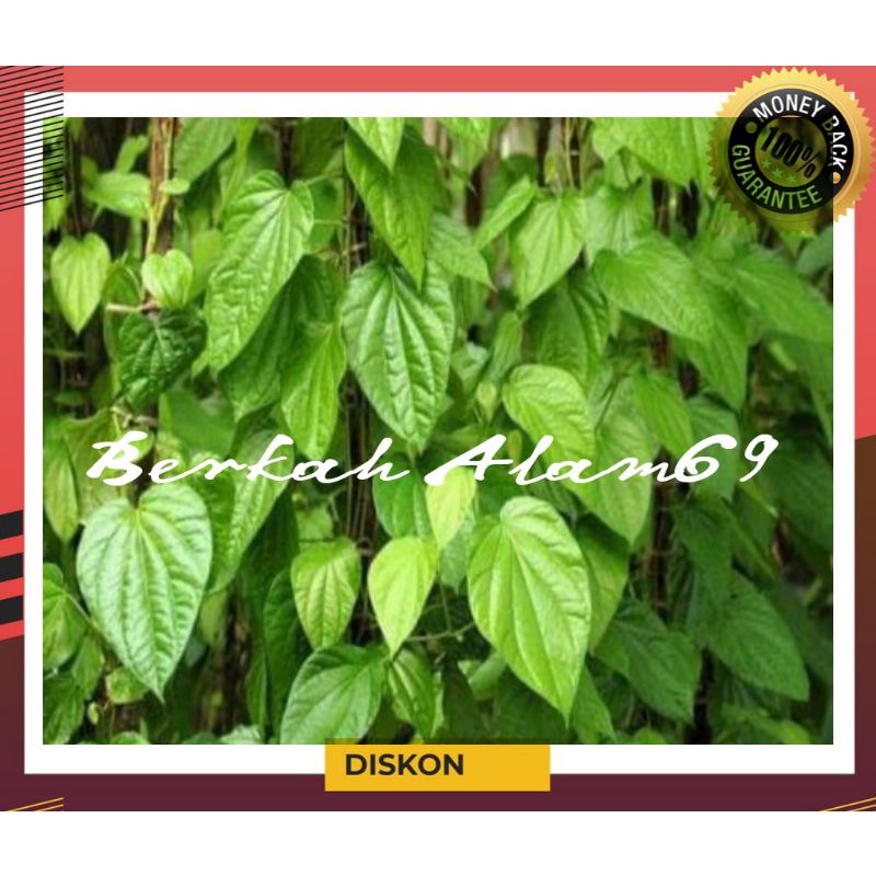 

100 Lembar Daun Sirih Fres