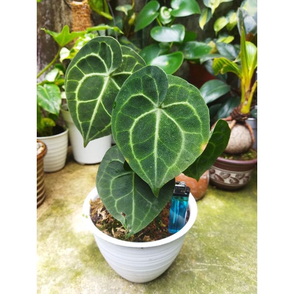 Anthurium Clarinervium ori/ kuping gajah tarantula/ KG karet/ KG pagoda 5 daun sehat