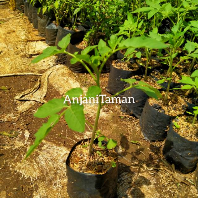 Bibit pohon tomat / bibit tanaman tomat