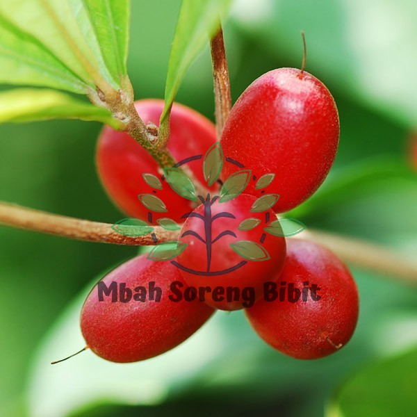 Bibit Super Miracle Fruit Kondisi BERBUNGA - BERBUAH