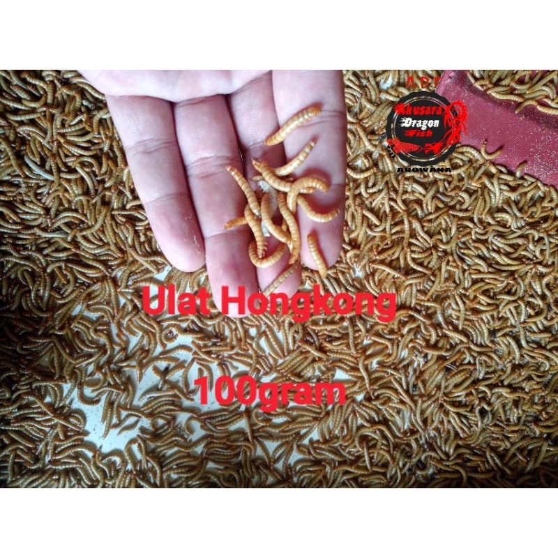 Ulat Hongkong/Ulet Hongkong Hidup 1kg