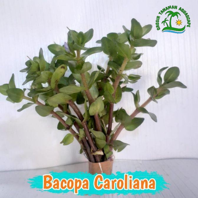 Tanaman Aquascape Bacopa Caroliana - Tanaman Air Aquascape - Tanaman Aquascape Low CO2