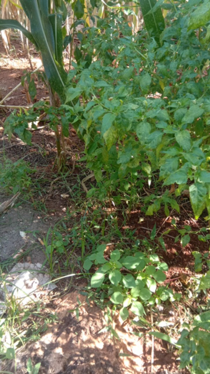 M231 Kemeja Pria Batik Panjang Coklat 1423a