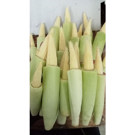 

SegarDailly Jagung muda (babycorn) 250gram/Pack