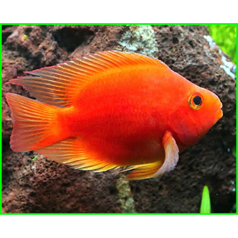 Ikan hias PARROT RED ORRANGE ikan hias aquarium ikan jenis air tawar ikan lucu