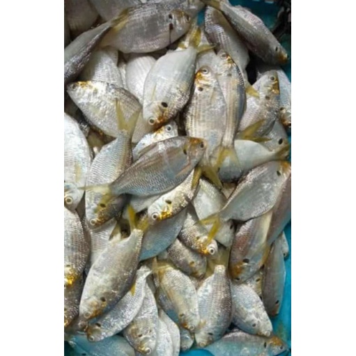 

tmbhn iwak karing 1ons