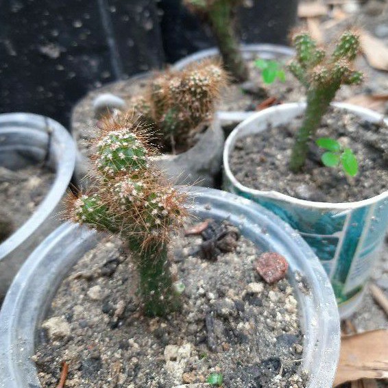 Tanaman hias Kaktus mini / tanaman hias sukulen kaktus mini.