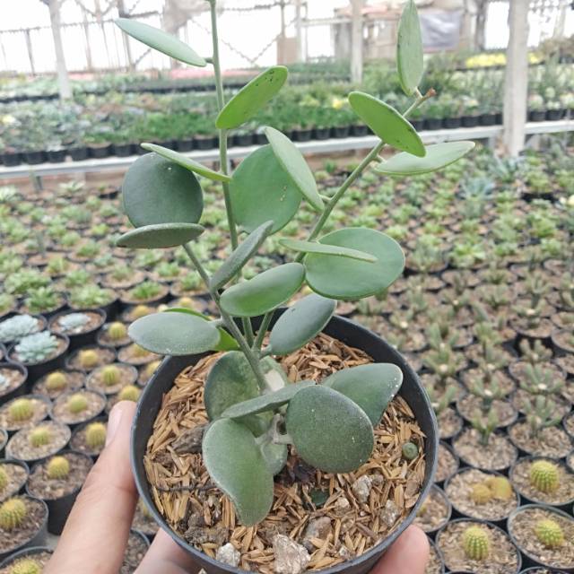 Kaktus sukulen dolar