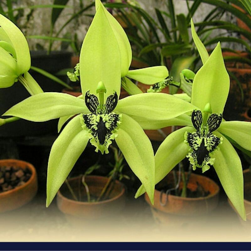 PANDURATA ( Anggrek Hitam Kalimantan )