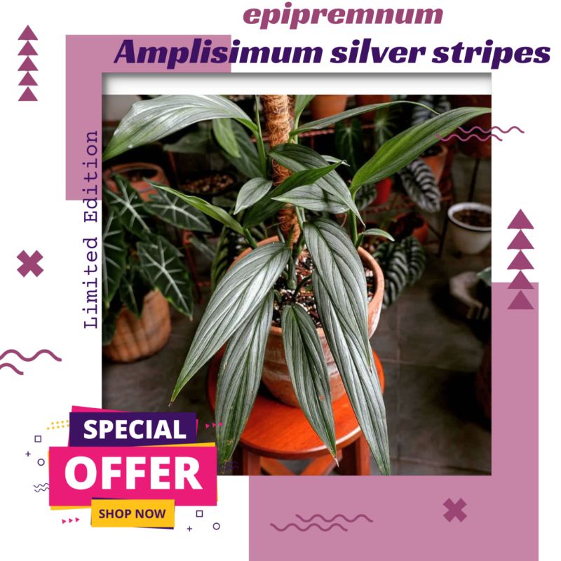 Epipremnum Amplisimum Silver stripes