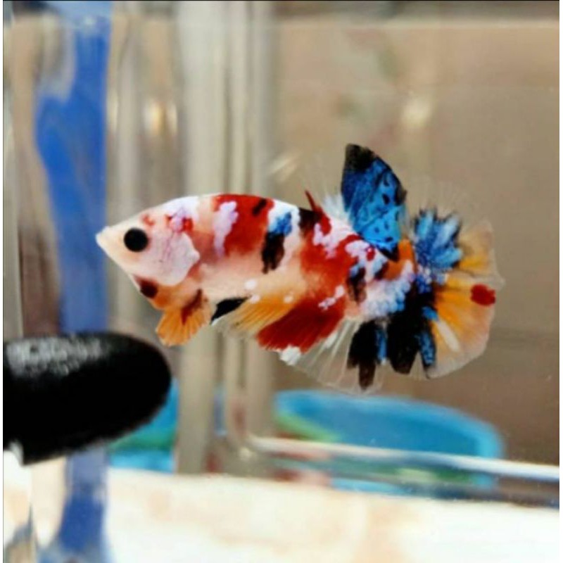 

Ikan cupang nemo galaxy