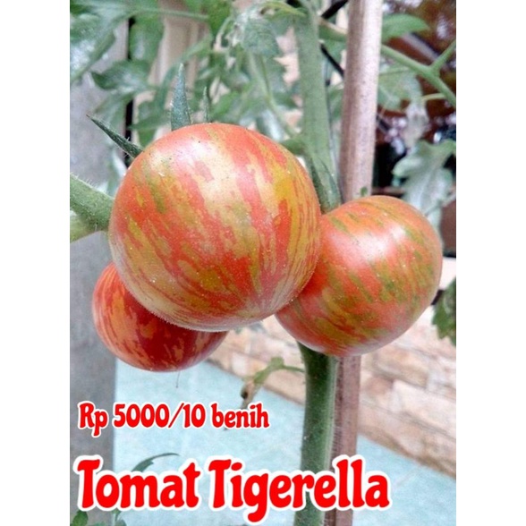 

tomat tigerella