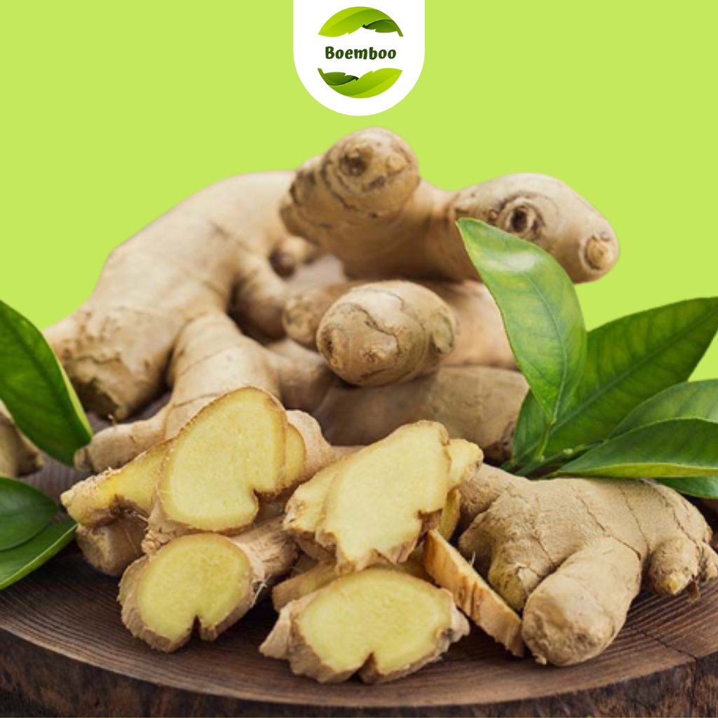 

Jahe Herbal 500 gram (Herbal Ginger) Boemboo