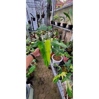 Philodendron Domesticum Varigata