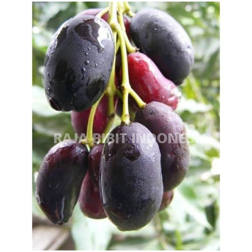 Bibit Tanaman Buah Juwet Tanpa Biji