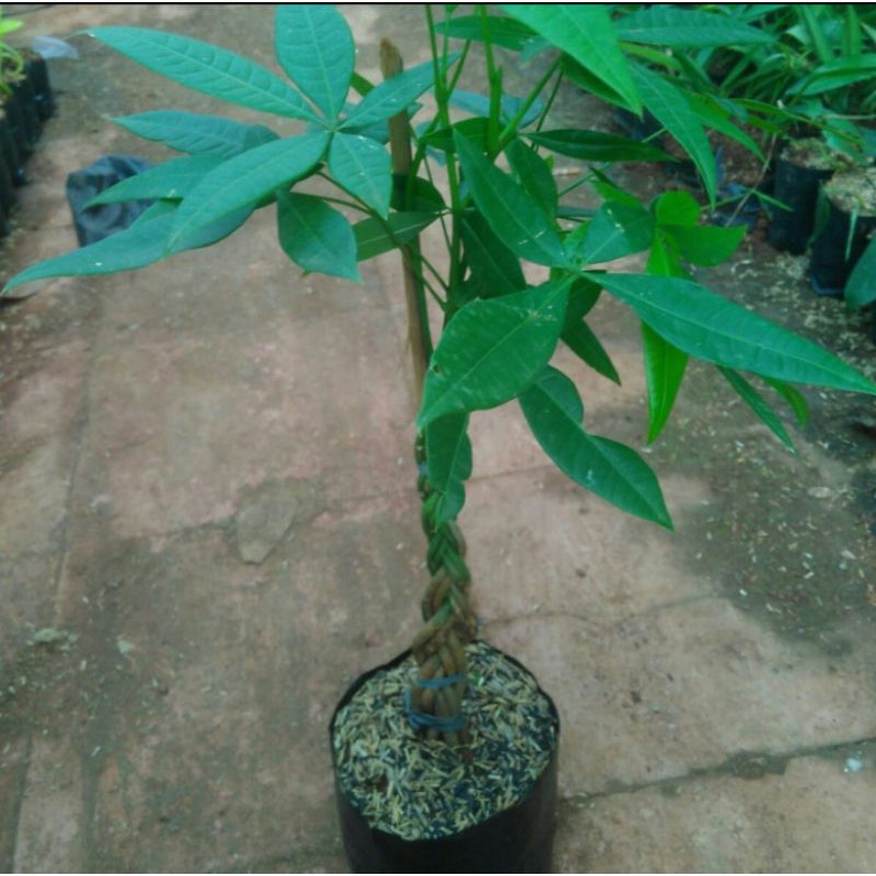 Tanaman Hias Pachira /Pohon Pachira Hias