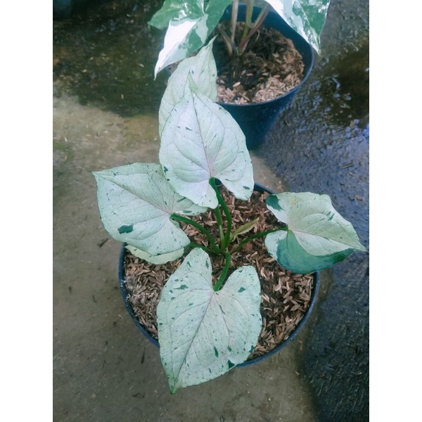 syngonium green splash