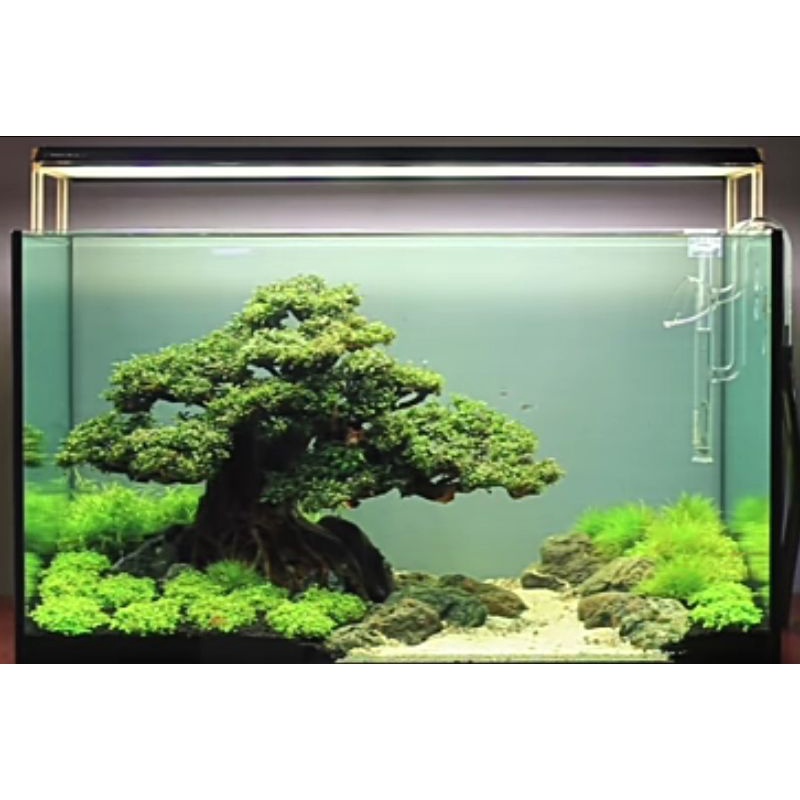 bonsai jumbo aquascape aquarium sudah terpasang moss