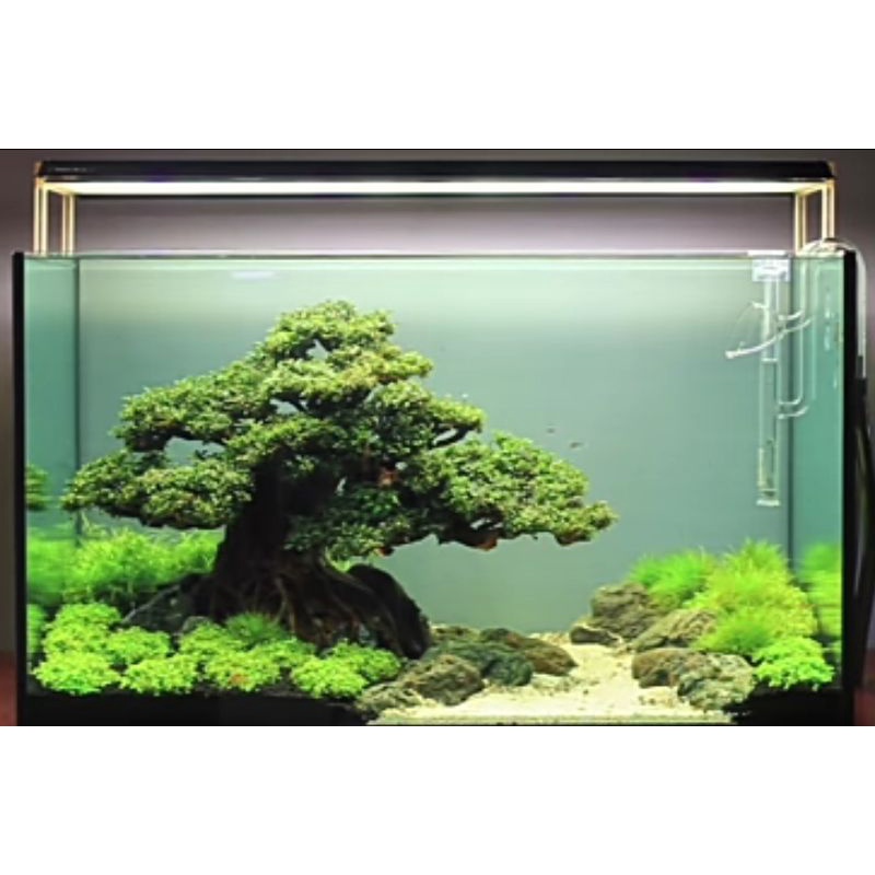 Jual Bonsai Beringin Jumbo Aquascape Bonus Moss Wiping Shopee Indonesia